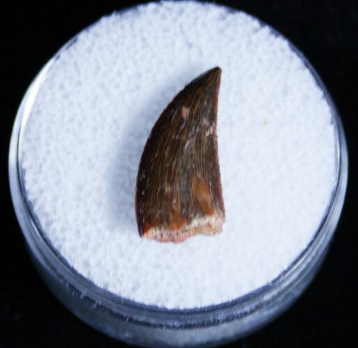 Dromaeosaur (Raptor) Tooth From Morocco #3390